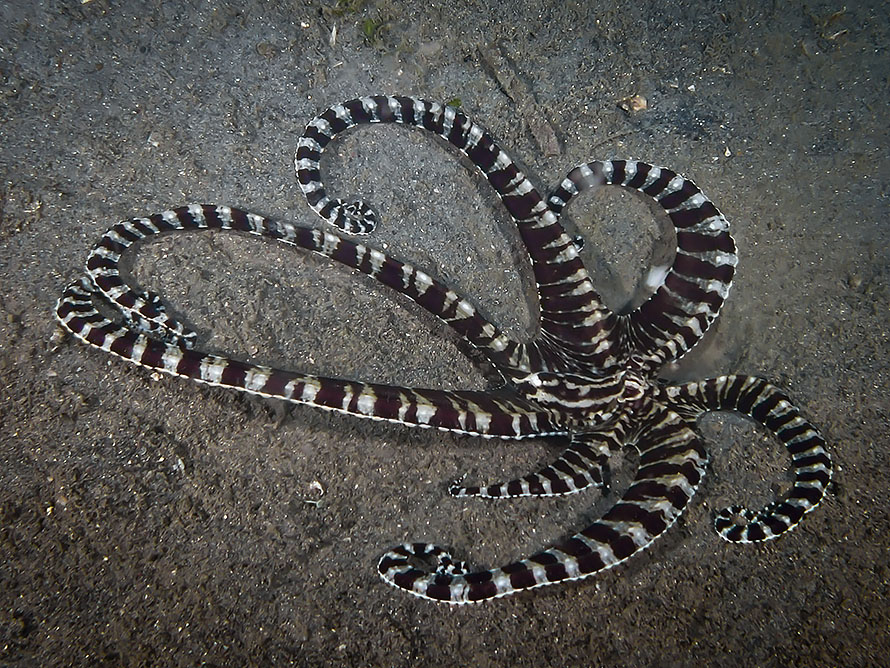 Thaumoctopus mimicus